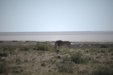 Çölde vahşi atlar