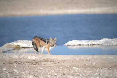 Kızıl Kurt (bucanus lupus) sonbaharda Karpatlar 'ın dağlarında, gölün ortasında.