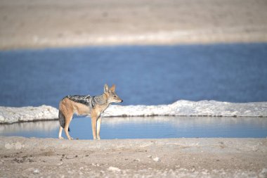 Beyaz kurt (köpek lupus), vahşi kurt, çöldeki hayvan. Vahşi yaşam, hayvan, doğa..