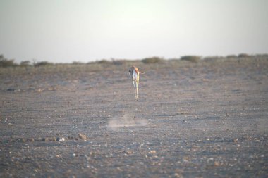 Çölde sırt çantalı güzel bir kuş manzarası.