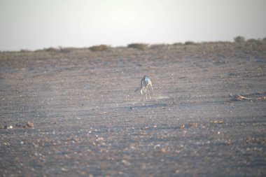 Gri - sırtı martı, larus hakimiyeti, kumların üzerinde duruyor