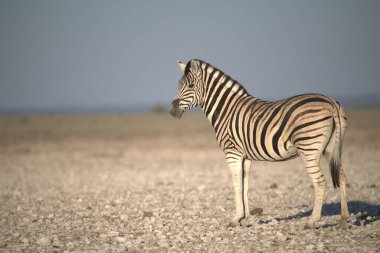 Zebra vahşi doğada