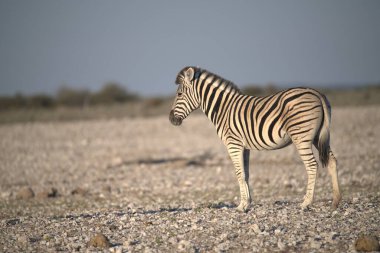 Güzel zebra bozkırda