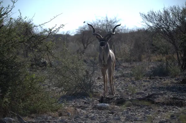 Ağaçların ortasındaki çölde büyük bir geyik.