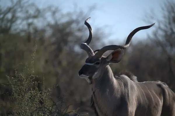 Kukudu / traaphapheros gelaphus / eros eros / eros - büyük antilop
