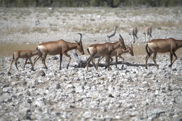 Çölde bir at sürüsü