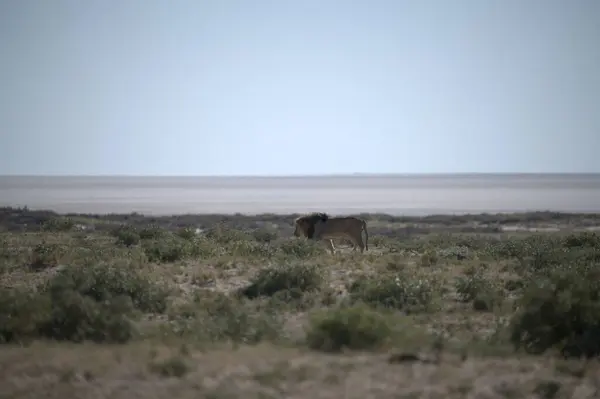 Kenya bozkırında vahşi bir hayvan sürüsü.