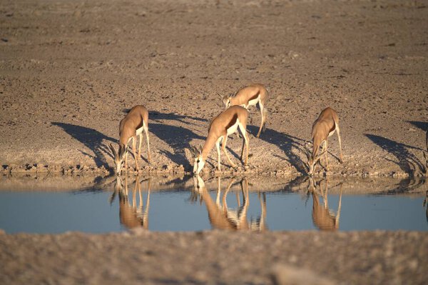 Африканские птицы пьют воду в яме в водопое