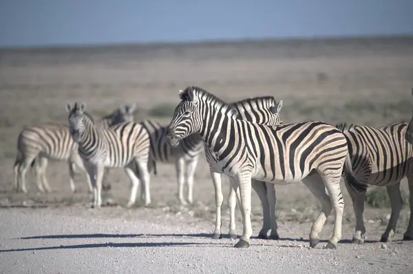 Afrika 'nın vahşi doğasında zebralar