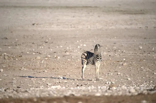 Kenya bozkırında bir zebra