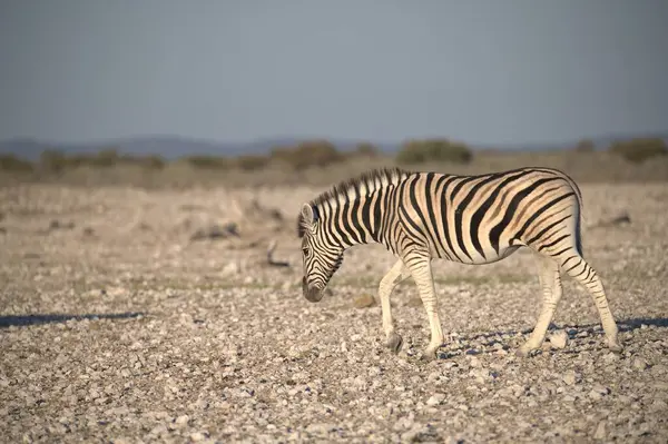Etoşa 'daki güzel vahşi zebra