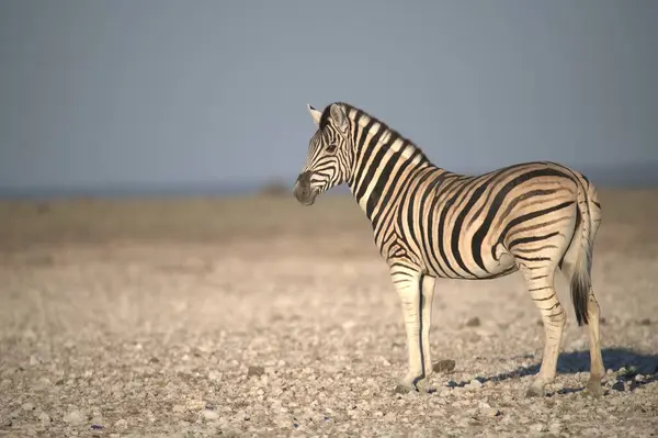 Jinsiy zebra tukli Jinsiy zebra tukli