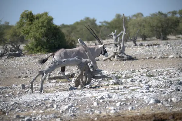 Vahşi Afrika Afrika zebrası yerde yürüyor.