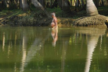 # Yüzme havuzunda güzel bir kadın #