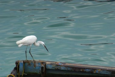 Teknede oturan bir martı.