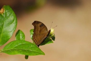 Yaprağın üzerinde kelebek.