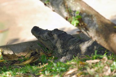 Ormandaki bir iguanaya yakın çekim