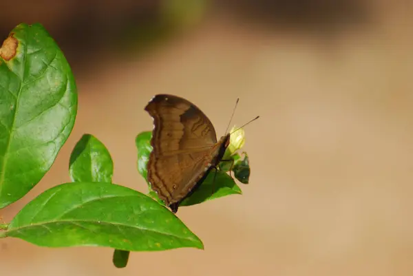 bahçede ağaç üzerinde kelebek