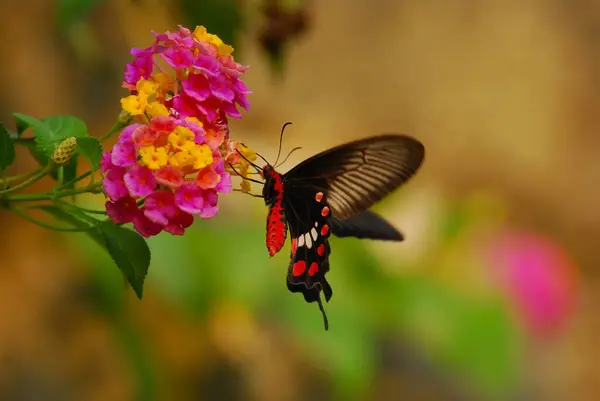 Kelebek, kelebek, bitki, hayvan, böcek, kelebek, bitki, hayvan