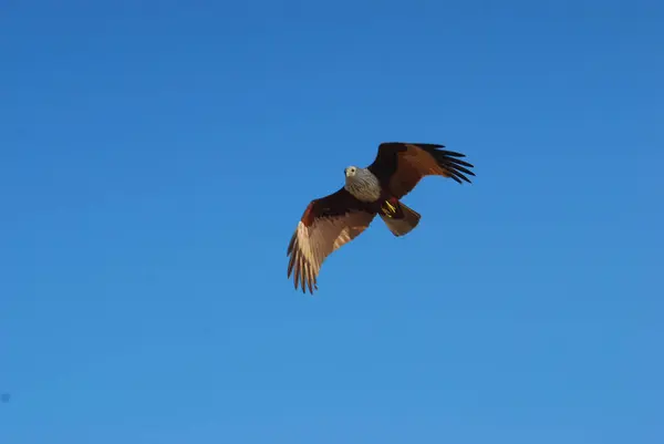 Uçan kartal (aquila chryila tos )