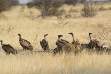 Afrika bozkırında bir grup vahşi kuş.