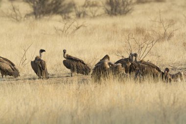 big group of african ostrich