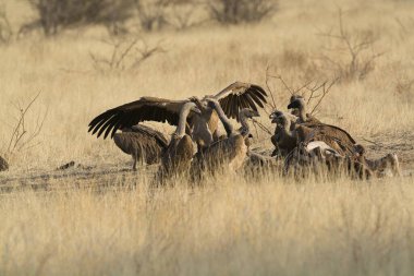 the group of wild birds in the nature