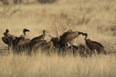a group of young birds in the savannah