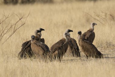 african eagle - eagle, haliciets ciaes, adult, kenya