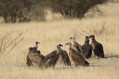 group of birds at the natural habitat