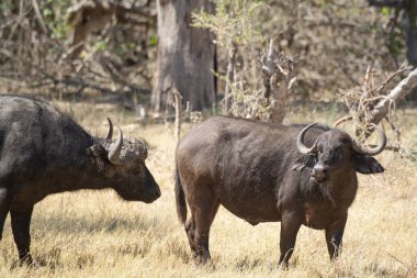 african bull in the forest
