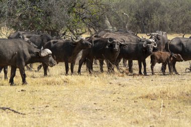 a group of african buffalo in the savannah of kenya