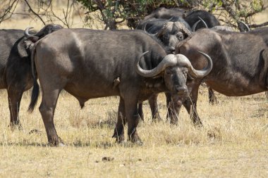buffalo in the field in the african savannah