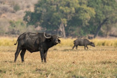 Savannah Afrika manda