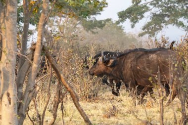 big buffalo walking in the dry grass