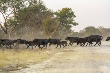 Siyah bufalo vahşi doğada
