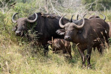 Afrika manda Kruger National park, Güney Afrika