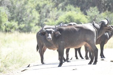 big black bull in the park