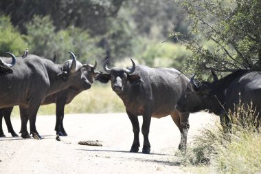 a black bull in the desert in south africa in the wild