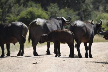 a group of black bull with big horns in the field in spain