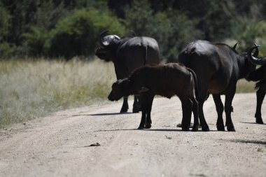 Ormandaki bir grup vahşi hayvan.