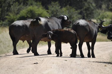 Afrika bozkırlarında bir grup vahşi hayvan.