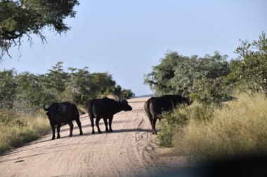 a group of cows in the savannah of kenya
