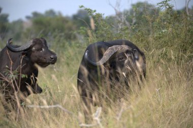 african buffalo, syncerus caffer, single male, south africa
