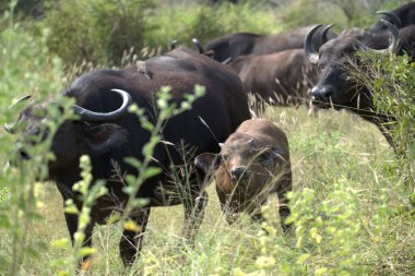 african buffalo, synceros caffer, in the national park, south america