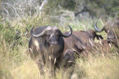 Kruger Ulusal Parkı 'nda Afrika Bufalosu
