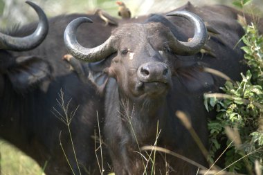 Tarladaki bufalo, hayvan.