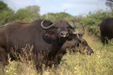 big african buffalo in the wild