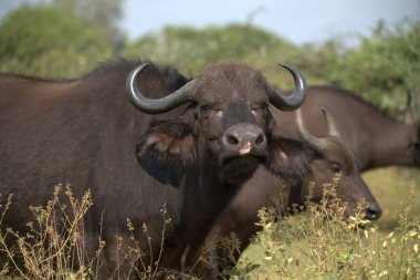 Tarladaki büyük bufalo.