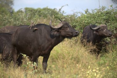 Tarladaki çayırlarda bufalo